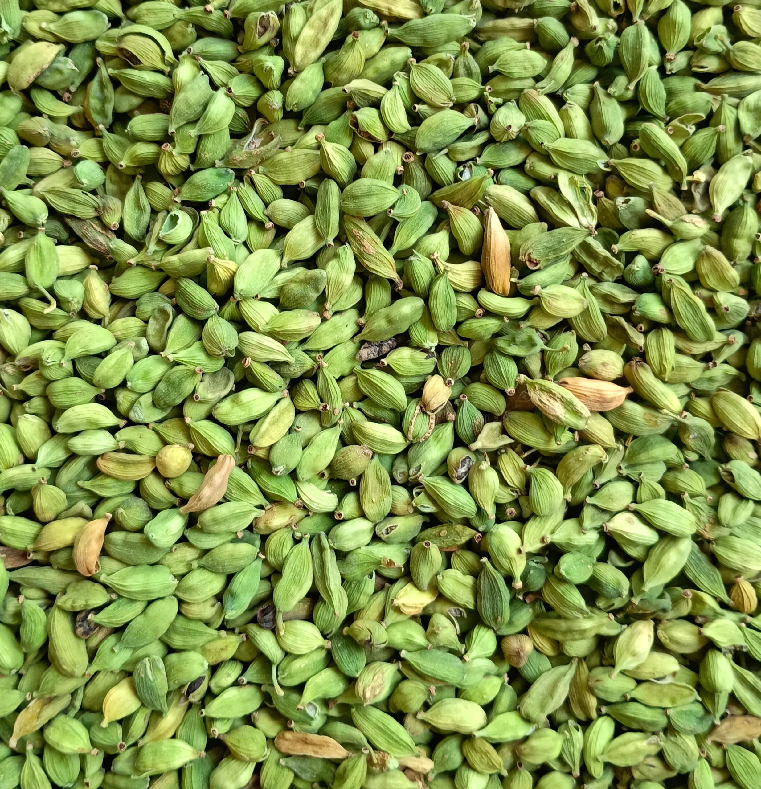 green cardamom suppliers in kerala