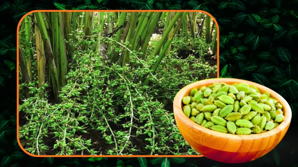 Green cardamom suppliers in Kerala. cardamom